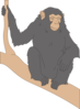 Chimp Sitting On A Branch Clip Art